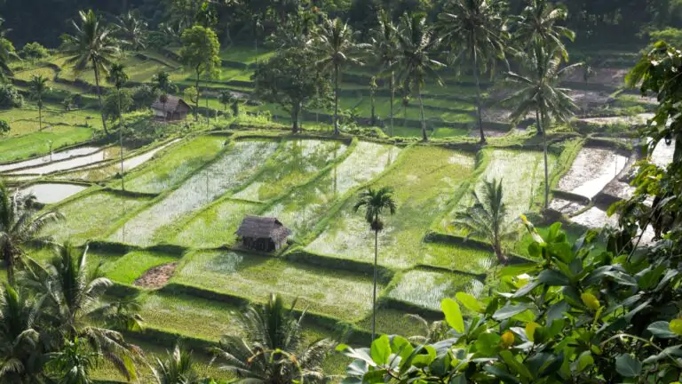 Rice terraces in Bali, Indonesia with Lombok tours.