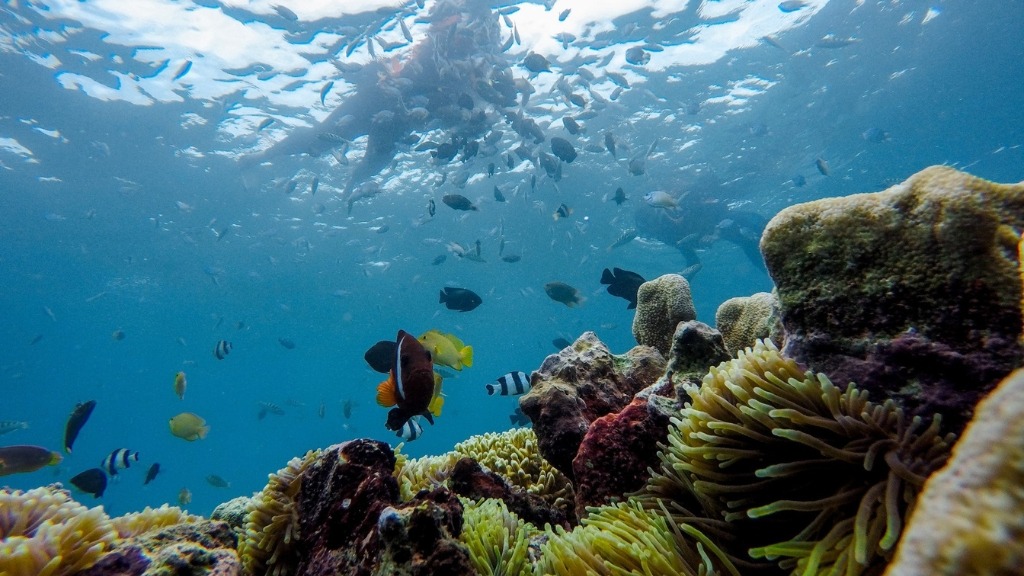 Tourist snorkeling among tropical fish in the crystal-clear waters off Lombok's Gili islands