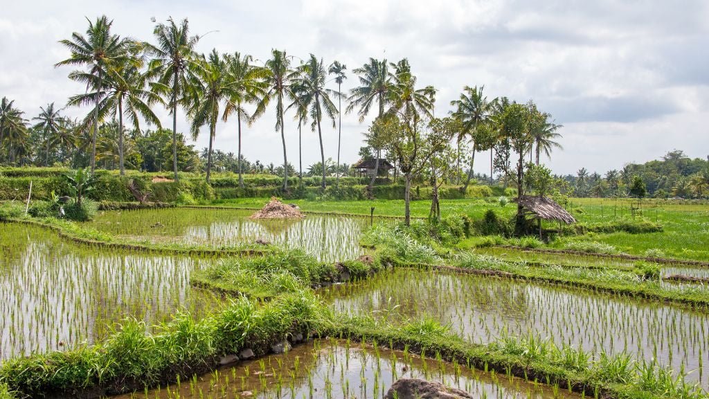 Rice fields in Lombok on a private tour